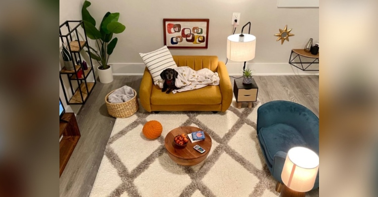 dog mini living room