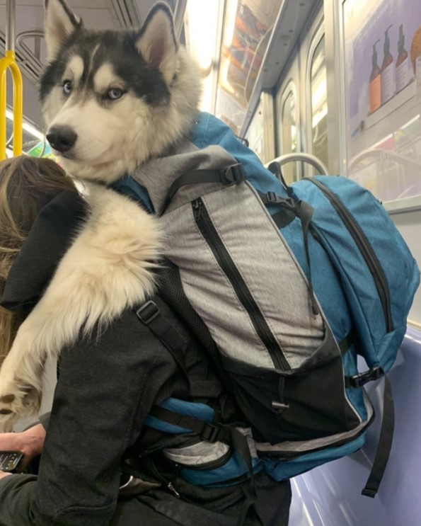 Big dog in sales backpack