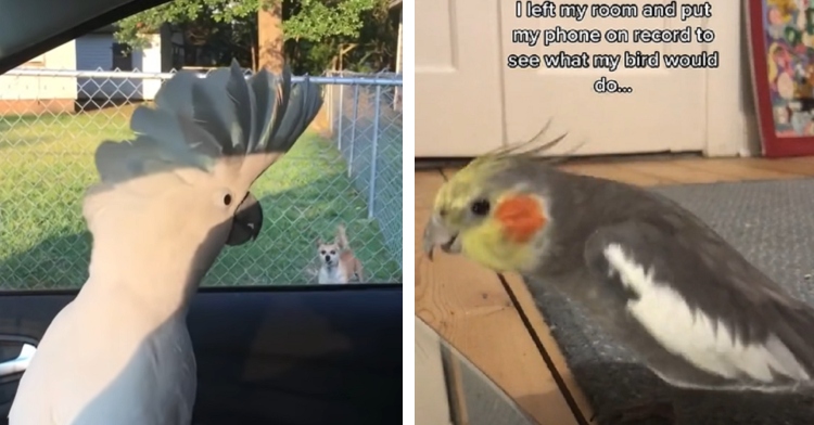 funny parrot videos