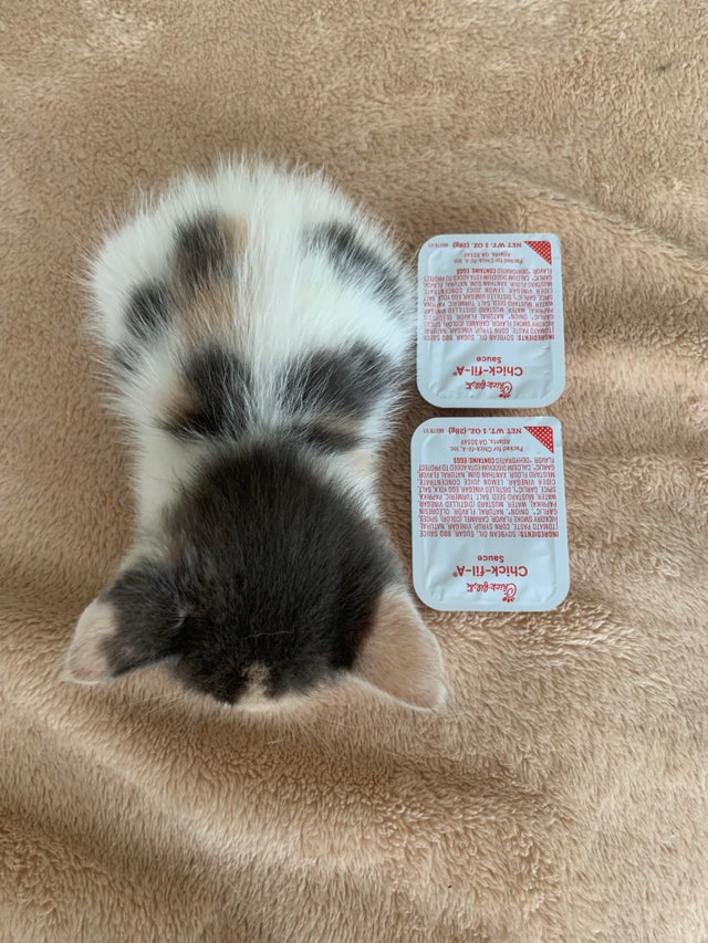 tiny kitten next to Chick fil-a sauces