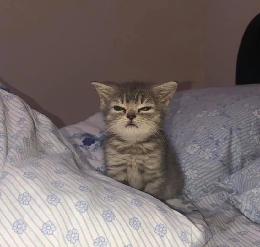 small grumpy gray kitten