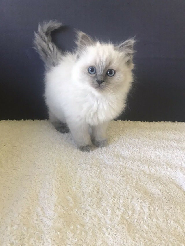 small gray fluffy kitten