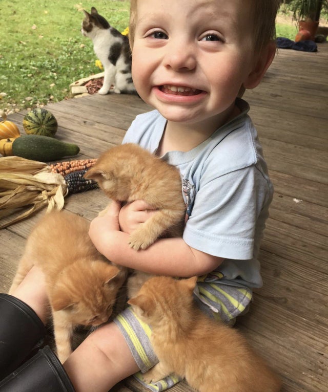 little boy holding 3 orange kittens