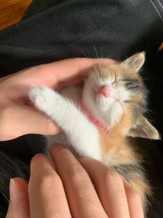 very small calico kitten