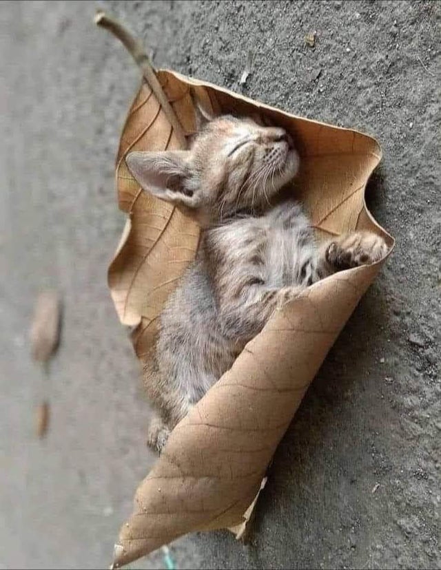 kitten sleeping in a leaf