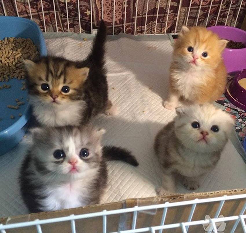 four small fluffy kittens