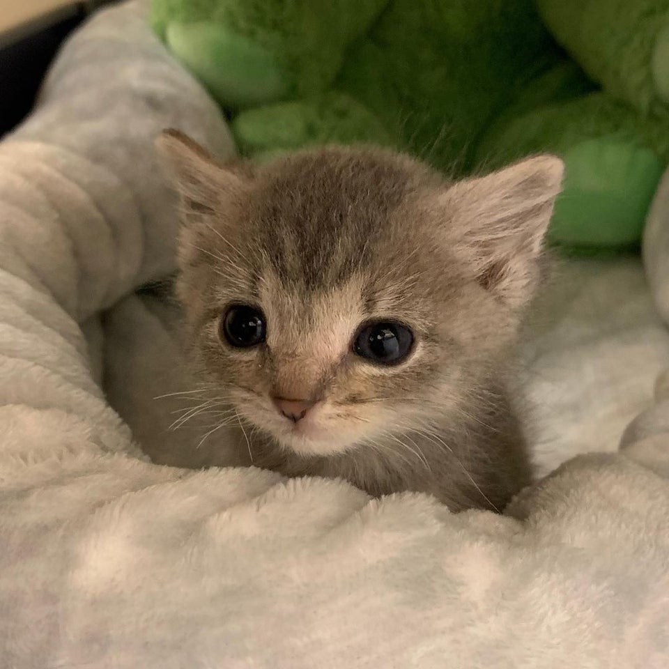 tiny gray kitten