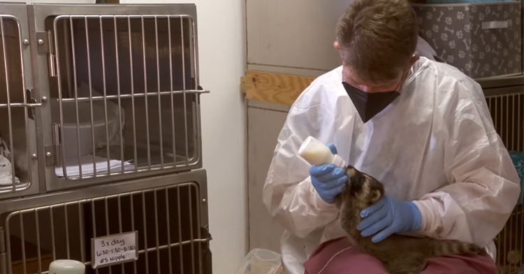 man holding a raccoon in his lap as he feeds it with a bottle of milk