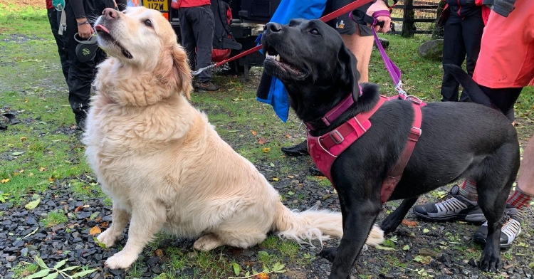 golden retriever and black labrador looking up while someone holds them by leashes