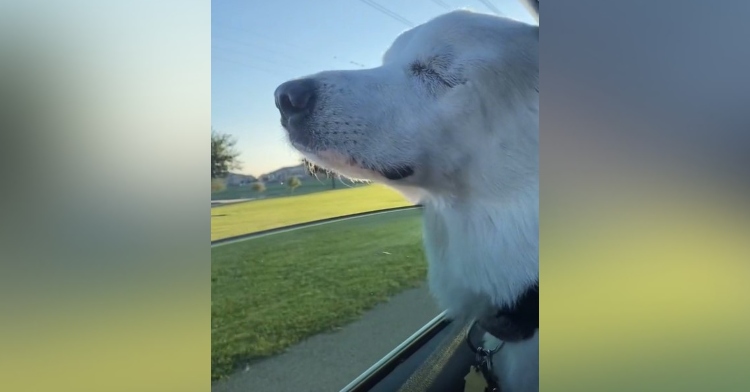 great pyrenees named kida sticking her out of of a car window