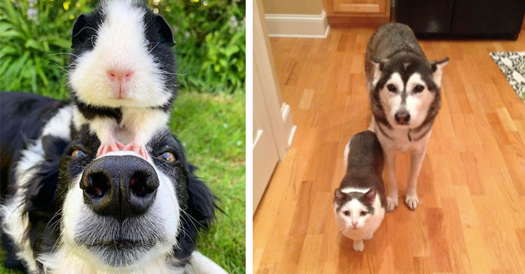 black and white dog and hamster next to matching cat and dog