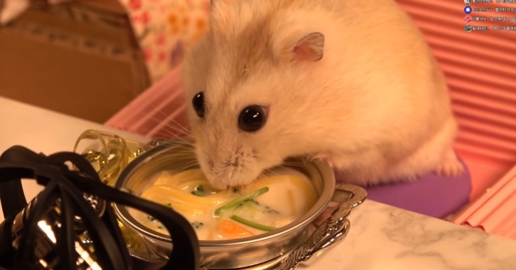 nana the hamster eating a mini pasta meal from a silver platter