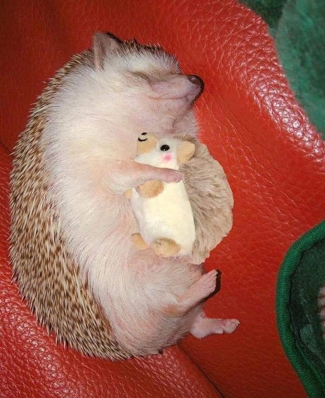 hedgehog sleeping with stuffed animal