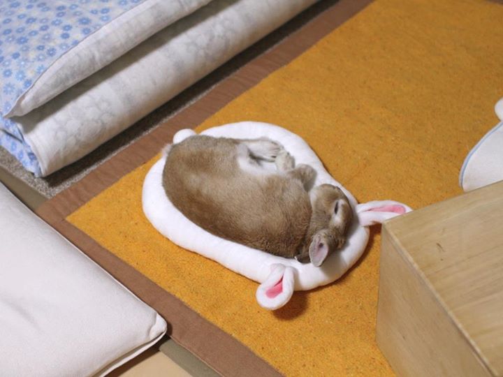 bunny sleeping on bunny bed