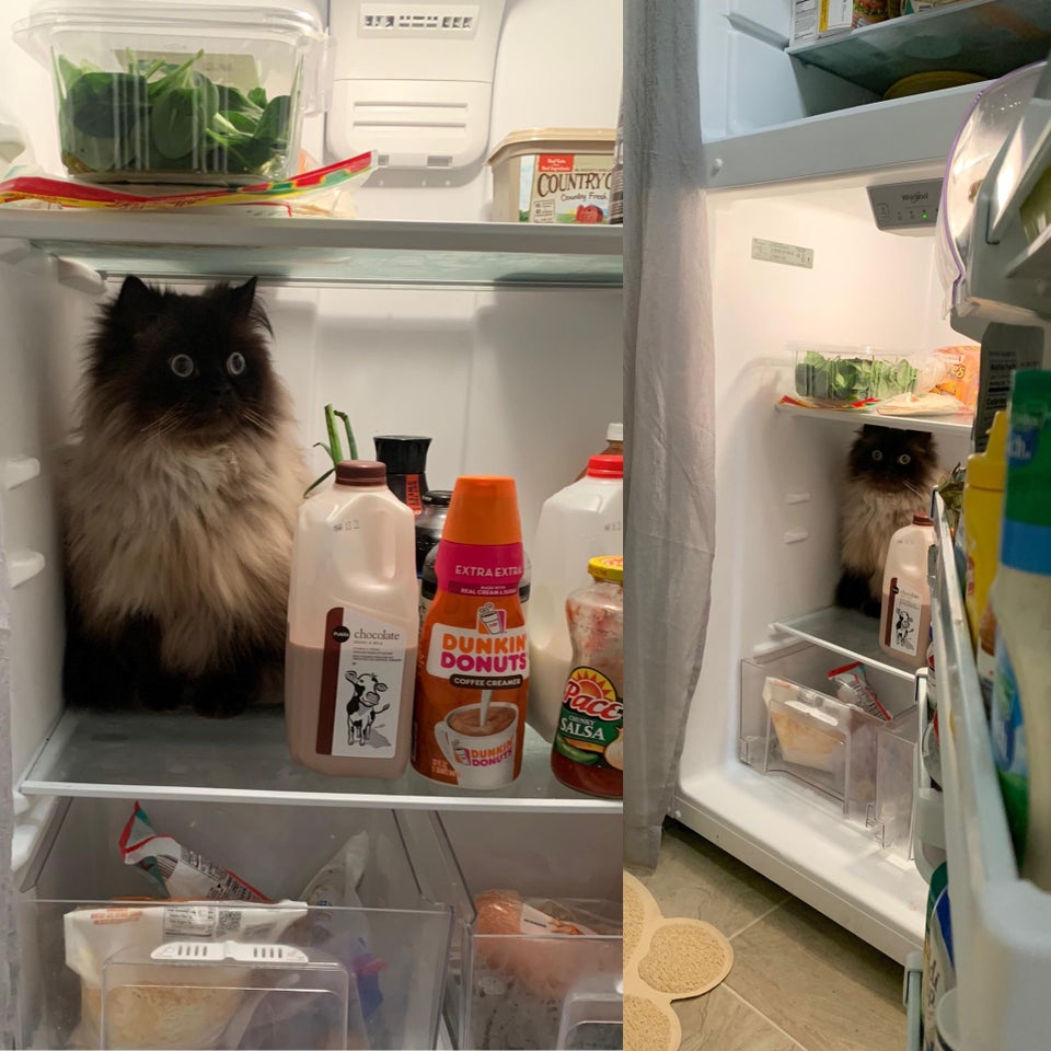 cat sitting inside refrigerator 