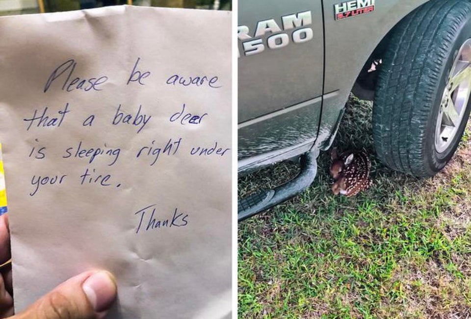 note warning driver that there's a baby deer under their tire