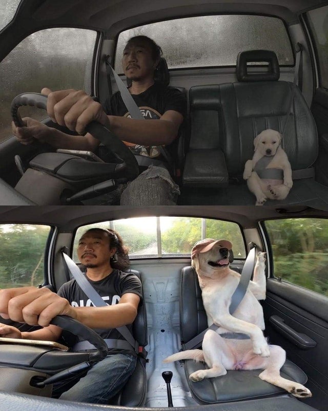 man and his dog riding shotgun in the car