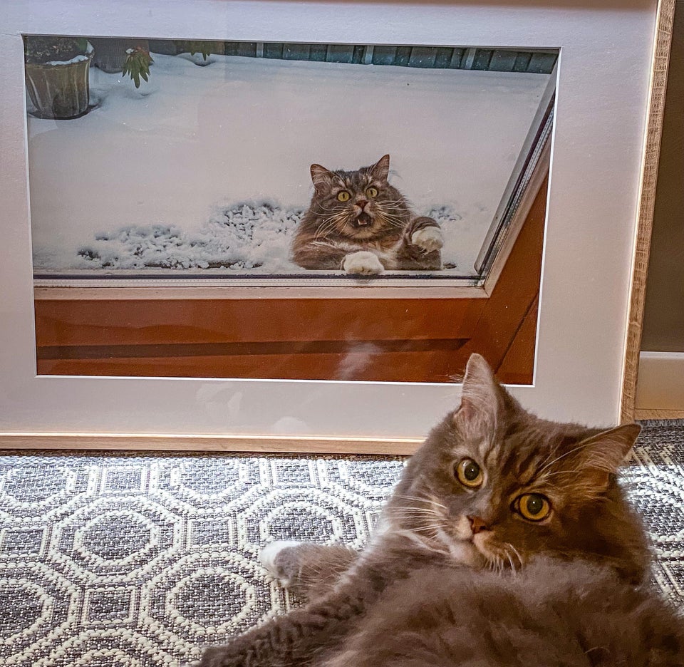 cat with framed picture of himself