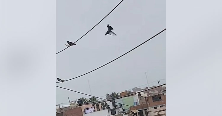 pigeon hanging from a string on a power line
