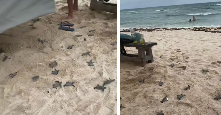 sea turtles crawling out from under beach chair and heading to ocean