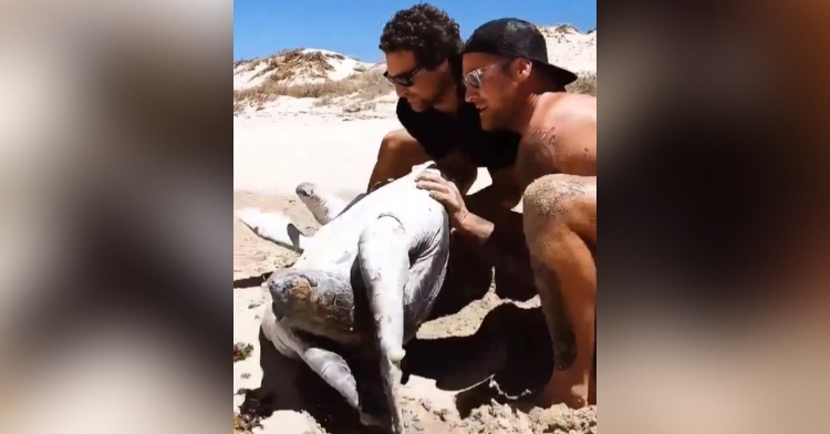 two men on a beach saving a sea turtle that is stuck on its back