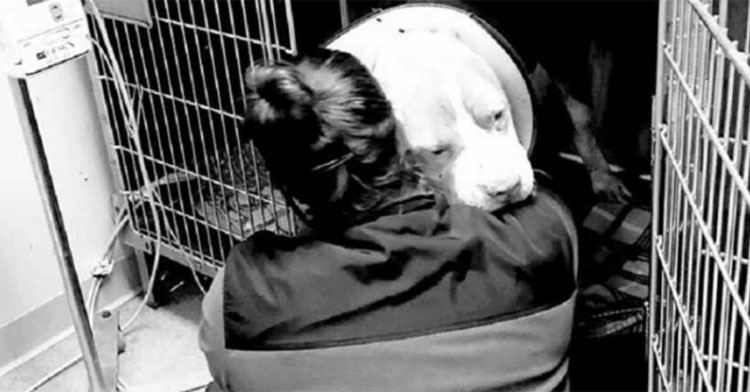 vet tech hugging dog in kennel