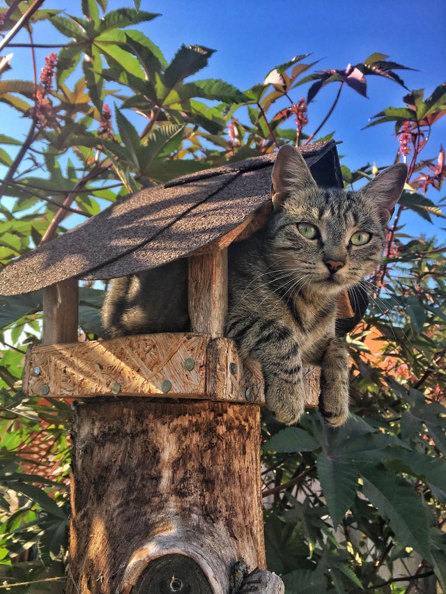 cat sitting inside of a bird feeder