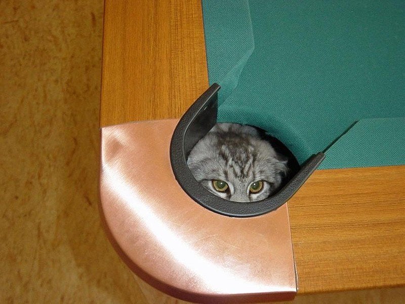 cat looking up from inside a pool table pocket