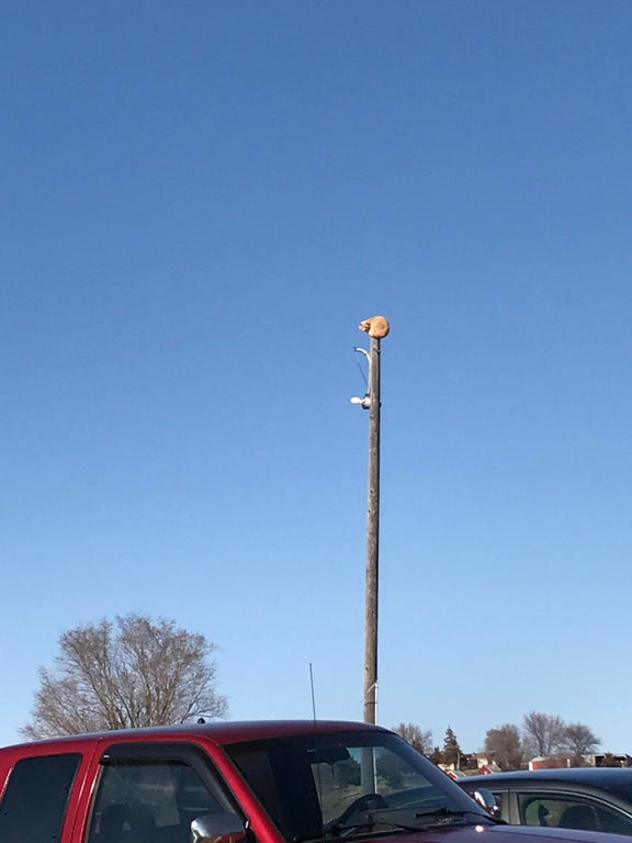 cat sitting on top of a pole 