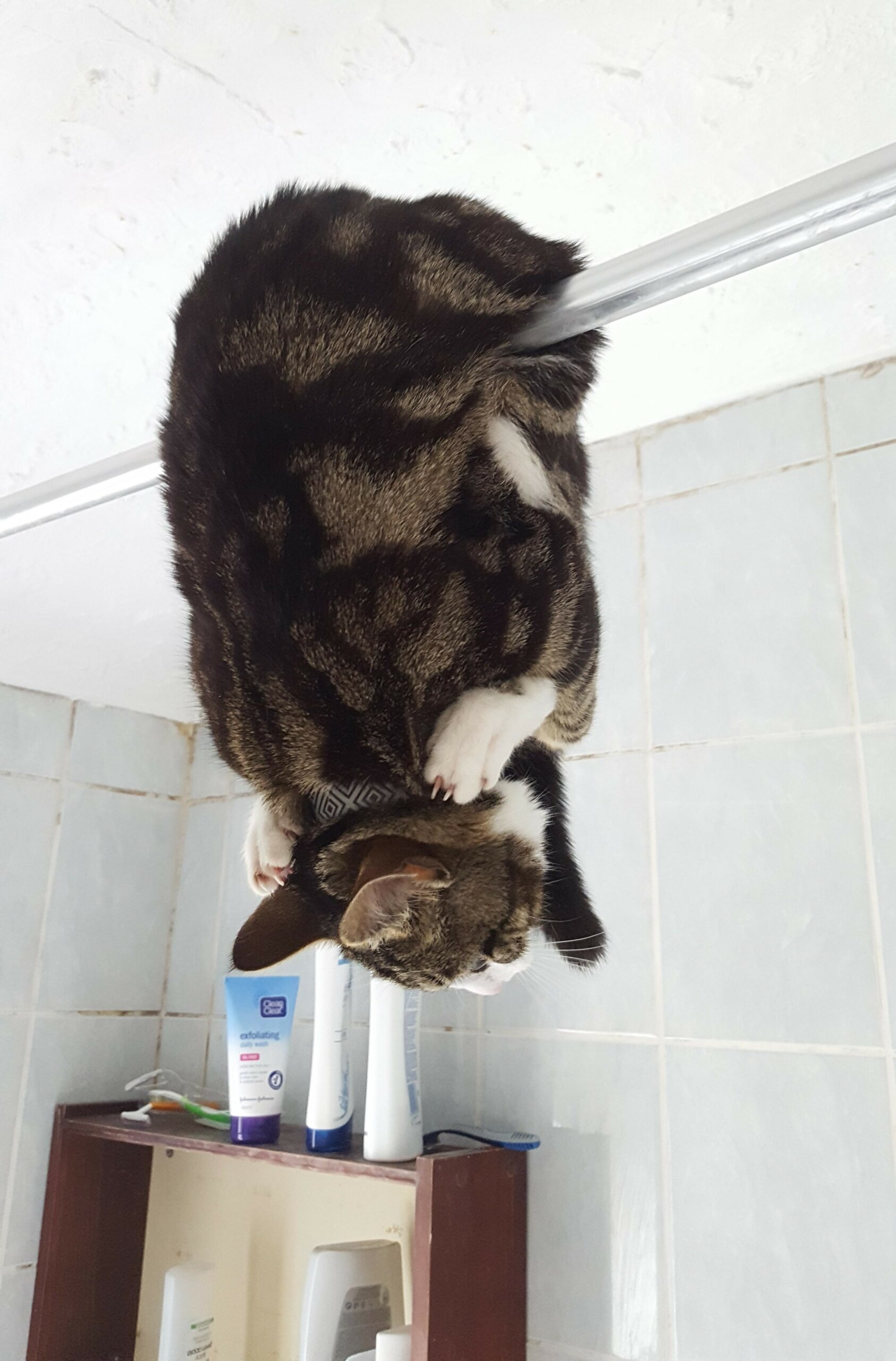 a cat wrapped around shower curtain rod
