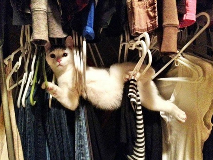 cat caught inside a bunch of hangers in a full closet