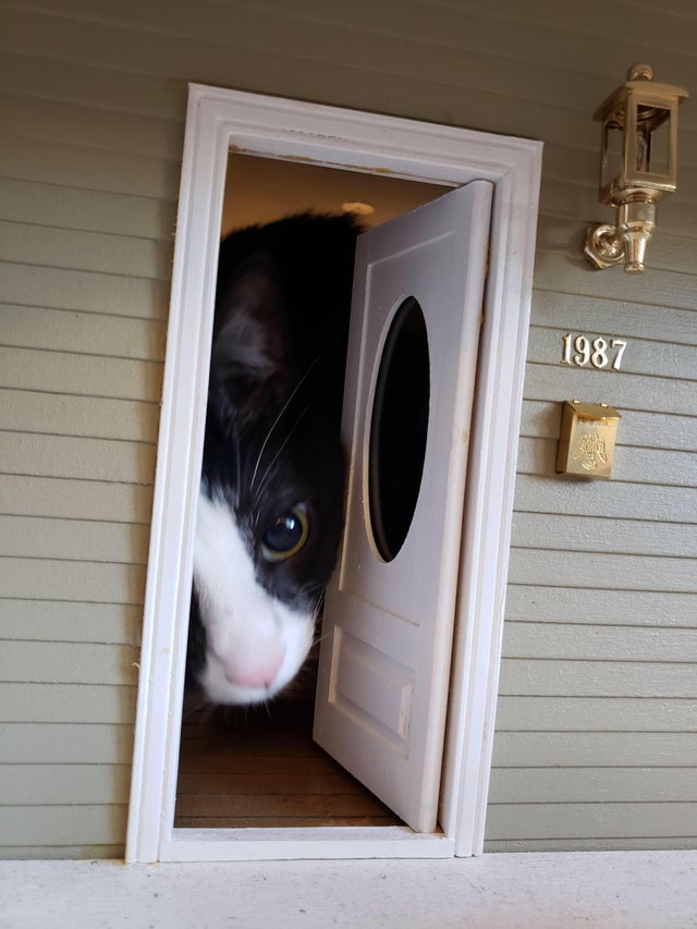 cat looking out from a dollhouse door that it's inside of