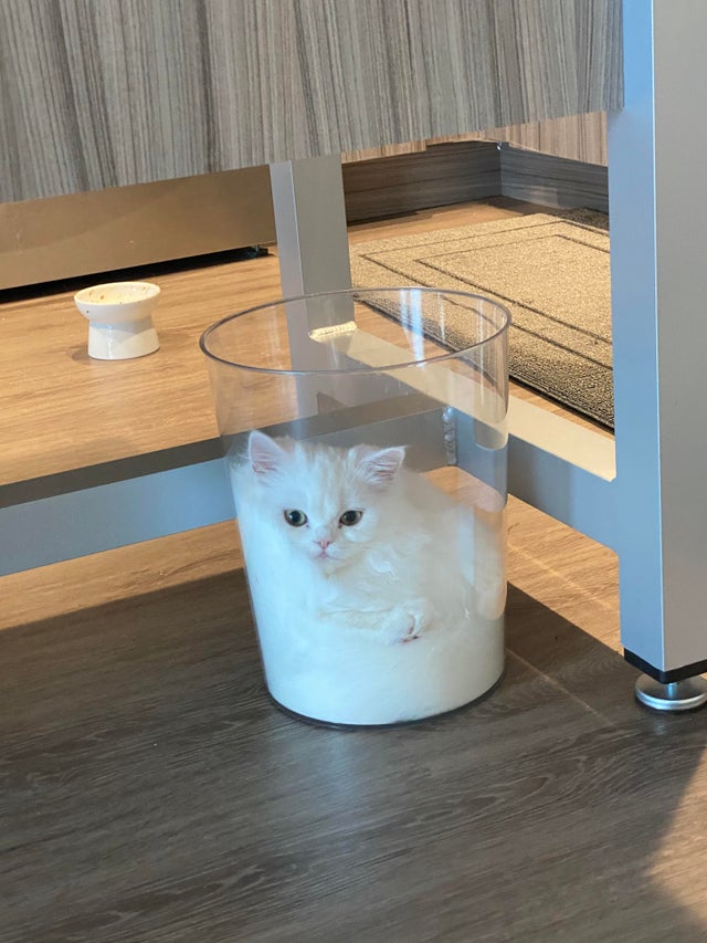 white fluffy cat sitting inside a small clear trashcan 