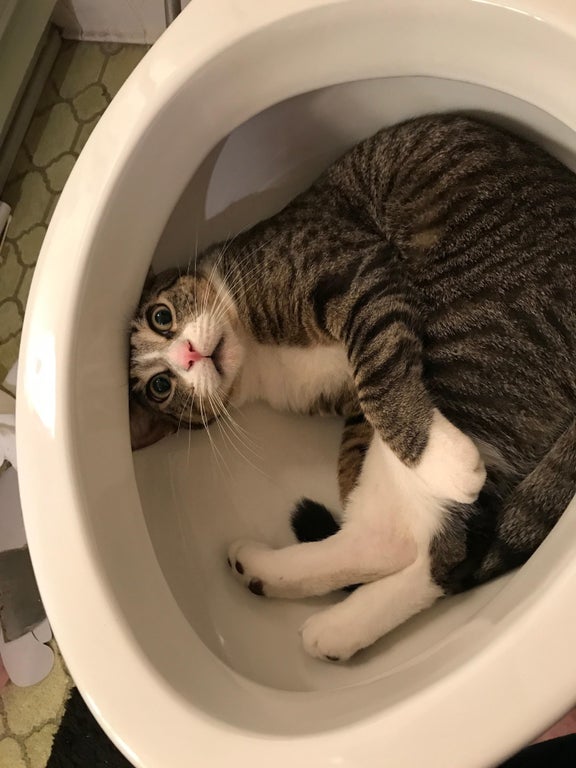 cat laying inside a new toilet with a shocked expression on her face