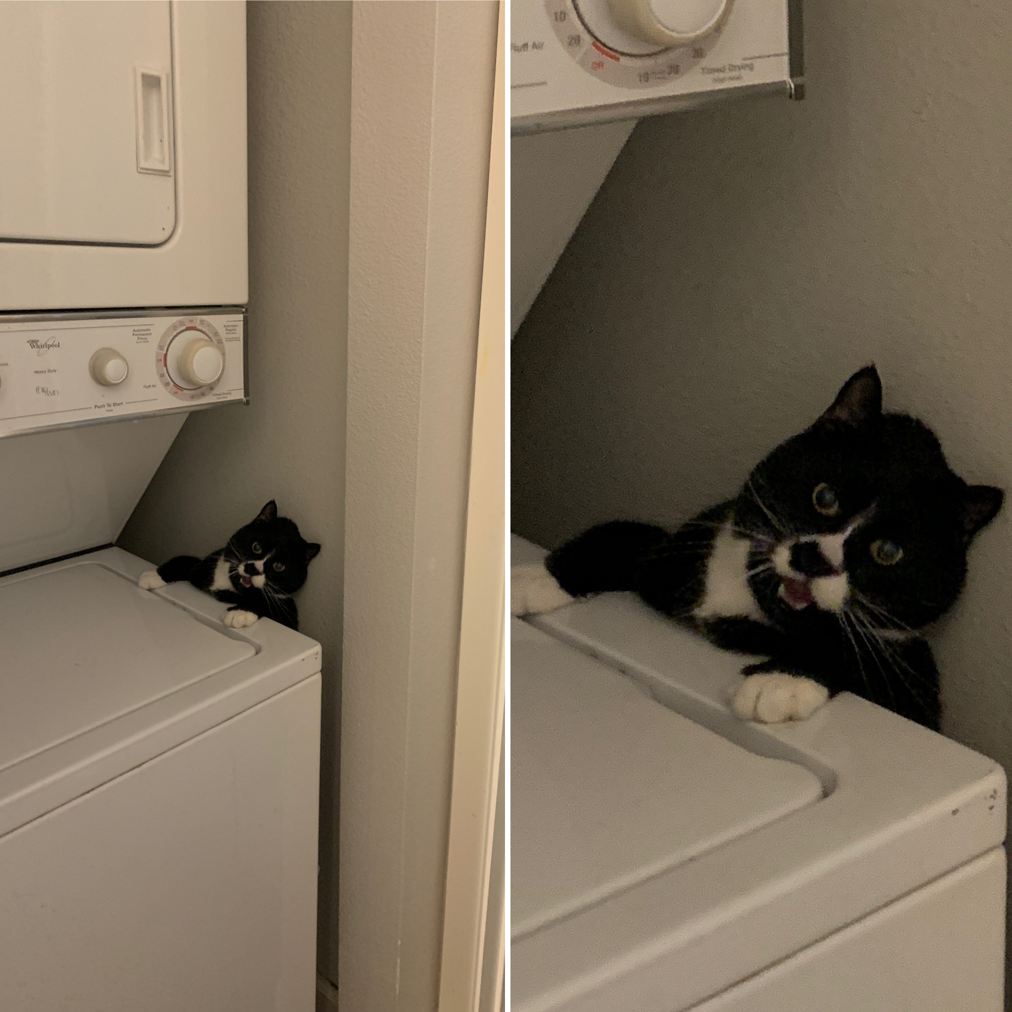 two images of a cat hanging on the side of a washer and dryer unit