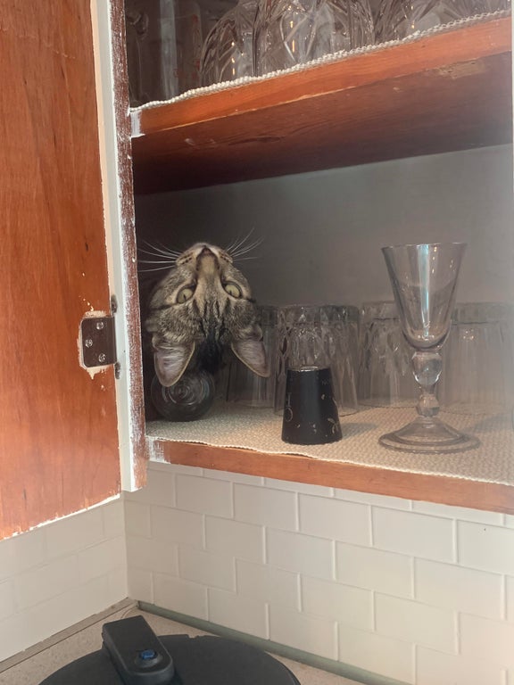 cat sitting upside down inside of a kitchen cabinet filled with drinking classes