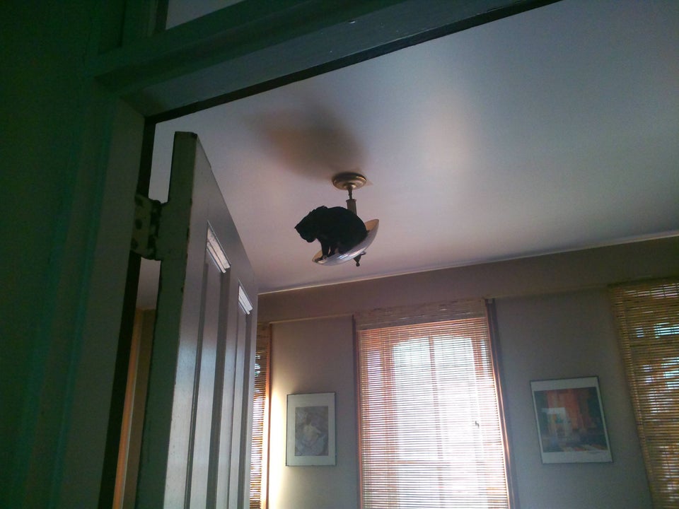 cat sitting on a light fixture on the ceiling