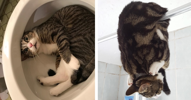 cat laying inside a new toilet with a shocked expression on her face and a cat wrapped around shower curtain rod