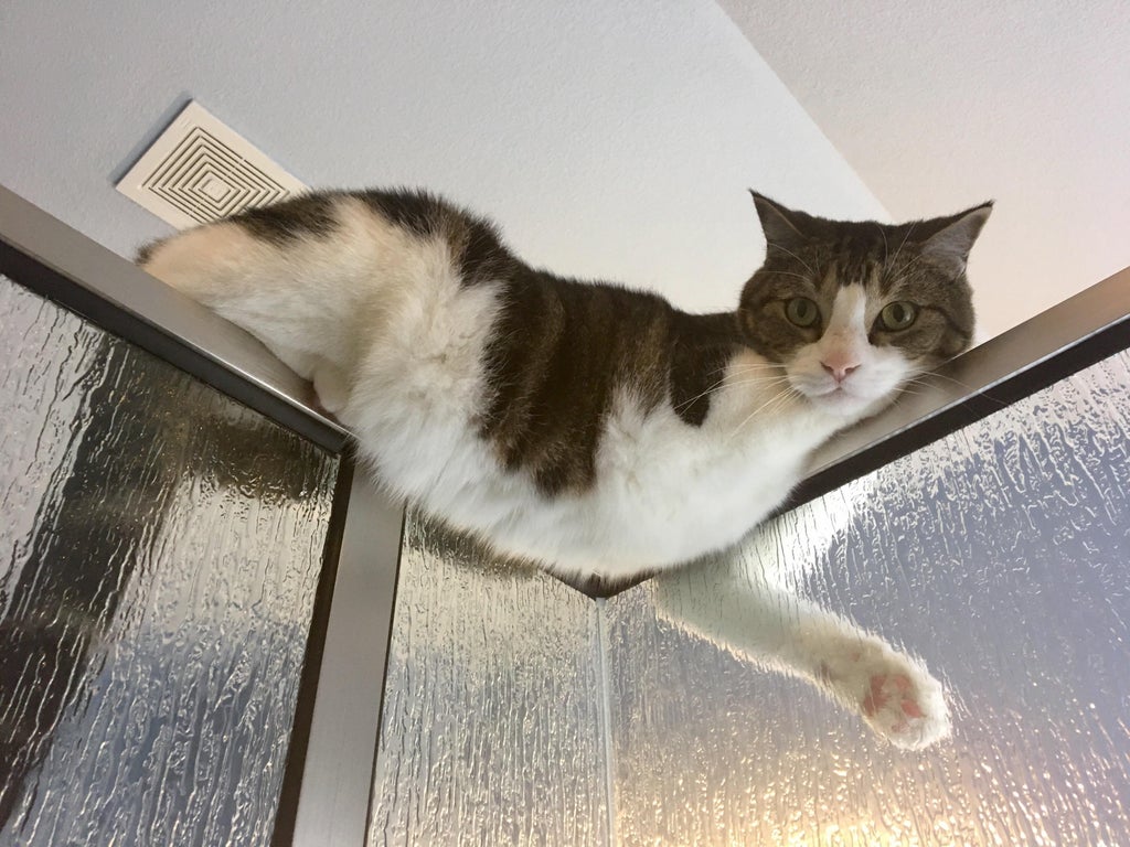 cat staring down from the top of a glass shower door