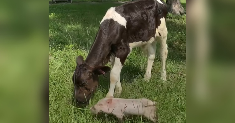 Amos the pig and Lionel the cow