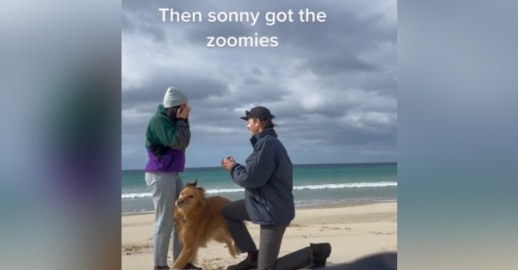 dog gets excited over proposal