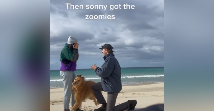 Dog Gets Cutest Case Of The Zoomies When His Dad Gets Down On 1 Knee. –  Inspiremore