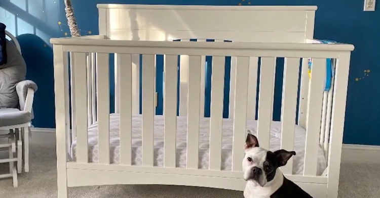 Henry the Boston Terrier and crib