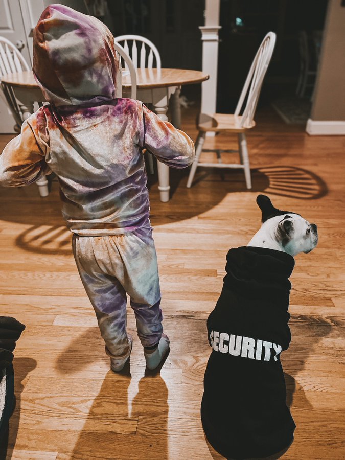 Henry the dog in Security shirt
