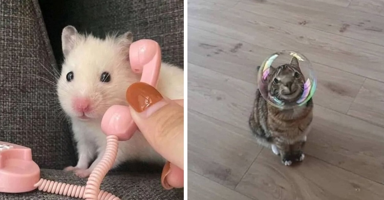 mouse on the phone and cat with bubble on his head