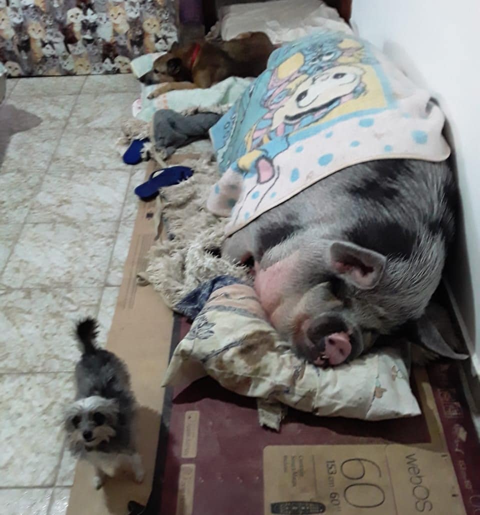 Lilica pig and dogs