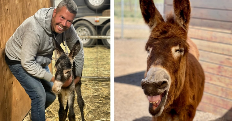 Ron King donkey rescue