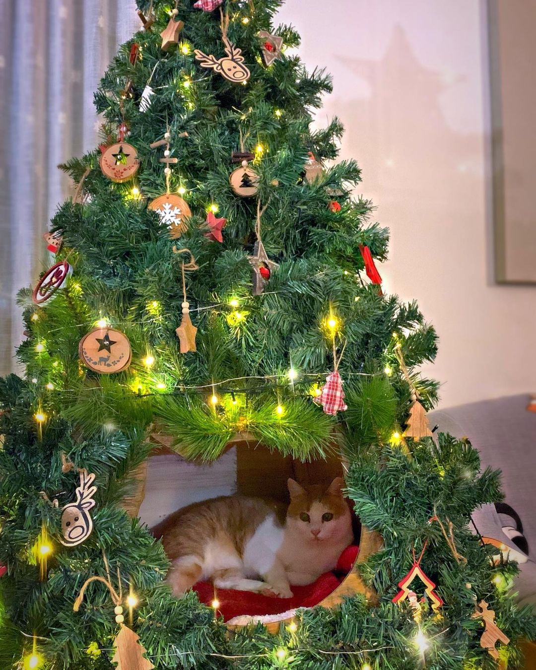 cat inside a tree