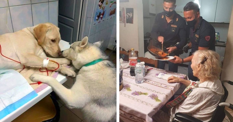 dog helping friend at vet, police serving elderly woman dinner