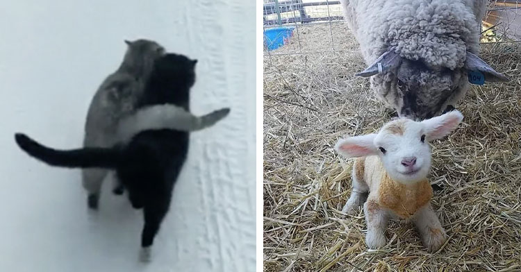 cats walking side by side in snow next to baby lamb and mom